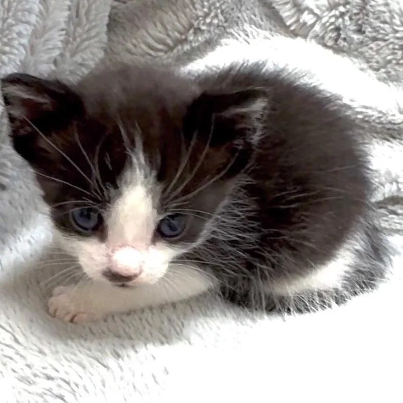 A baby medium-sized female Black Domestic Short Hair cat named Diamond for adoption in Middle Village, NY