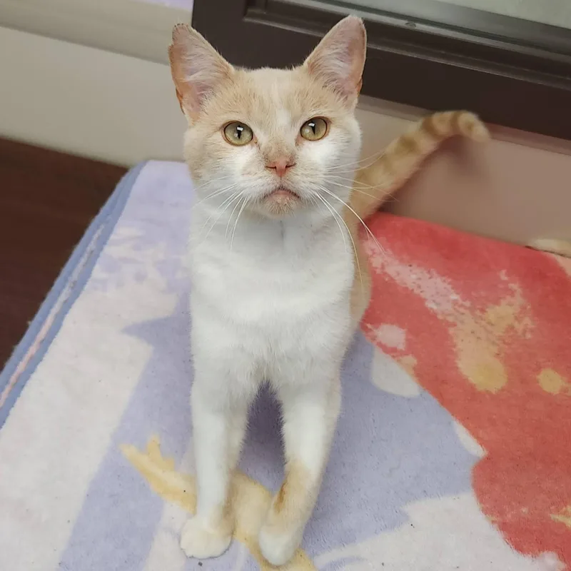 An adult medium-sized male Buff & White Domestic Short Hair cat named Kenny for adoption in Marshfield, WI