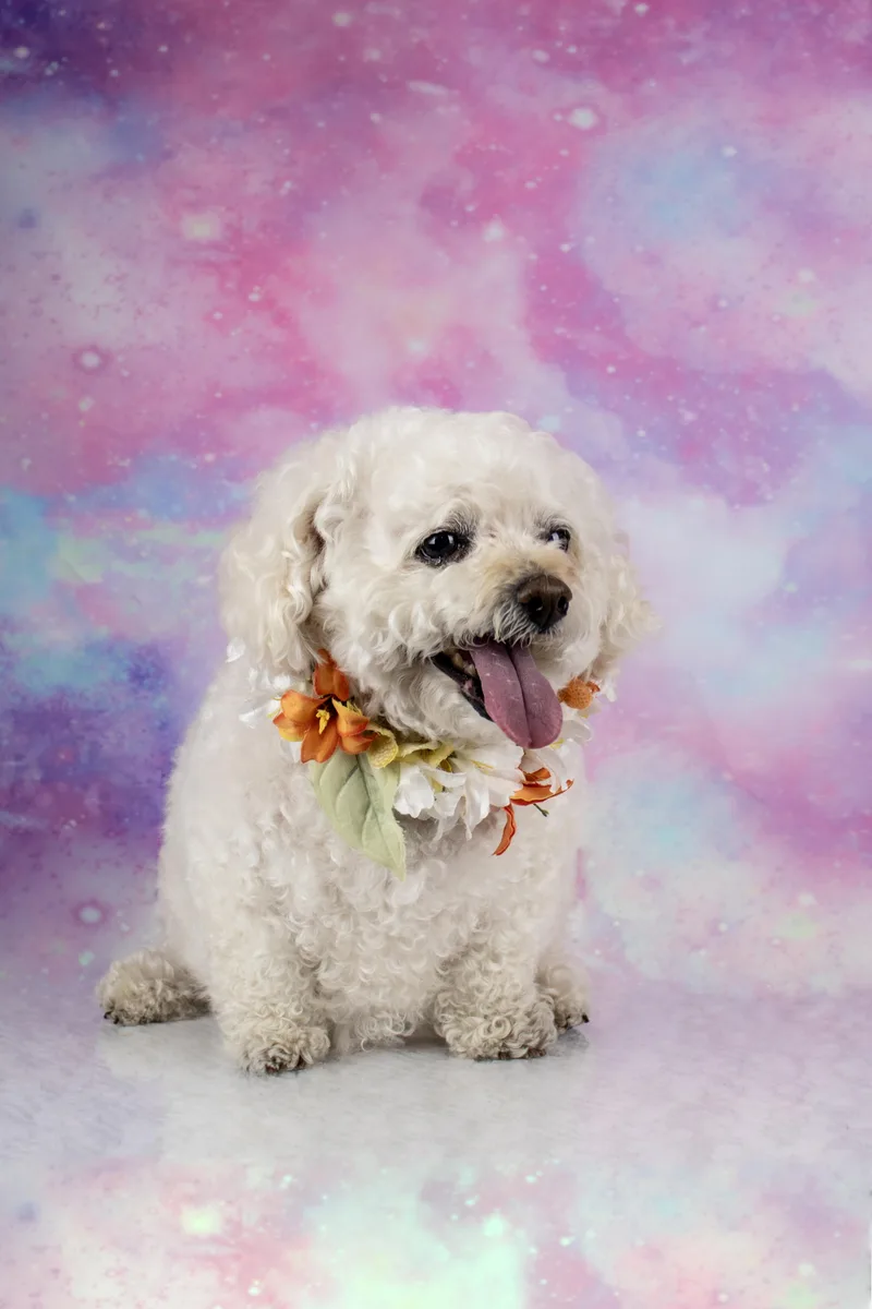A senior small-sized female White / Cream Bichon Frise dog named Pippa for adoption in Tuscaloosa, AL