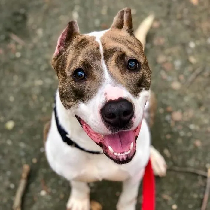 A senior large-sized female Gray / Blue / Silver Pit Bull Terrier dog named Nala Ray for adoption in Baltimore, MD
