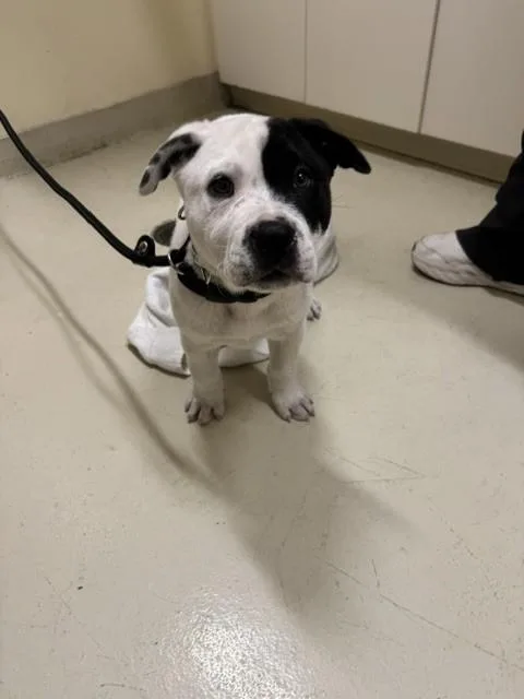 A baby small-sized male Pit Bull Terrier dog named Spot for adoption in Fremont, CA