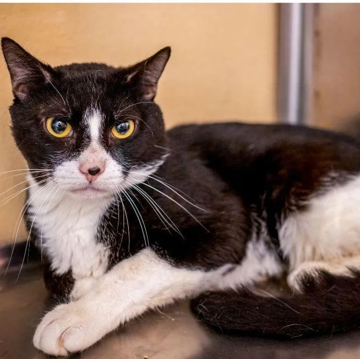 A young large-sized male Black & White / Tuxedo Tuxedo cat named Grimm for adoption in HANSON, MA