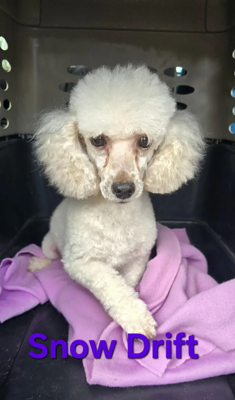 An adult small-sized female Poodle dog named Snow Drift for adoption in Seaford, DE
