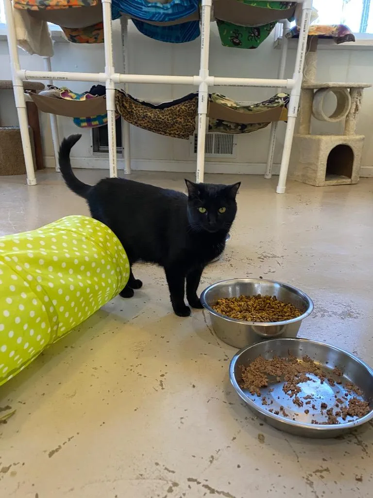 Silver Bells thumbnail 2