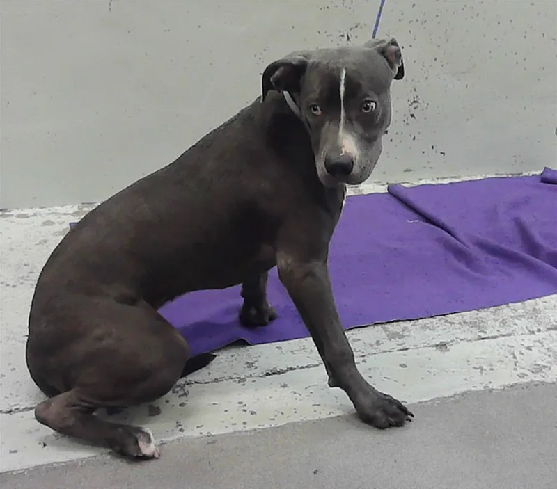 A young medium-sized female Staffordshire Bull Terrier dog named Bella for adoption in Houston, TX