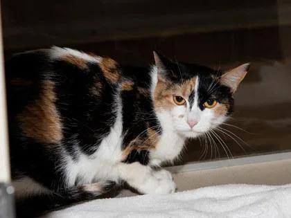 An adult medium-sized female Domestic Short Hair cat named Janet for adoption in Longmont, CO