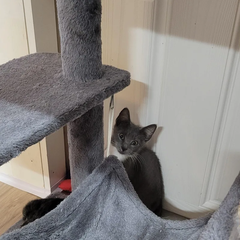 A baby medium-sized male Gray & White Domestic Short Hair cat named Sassquatch for adoption in Hope Valley, RI
