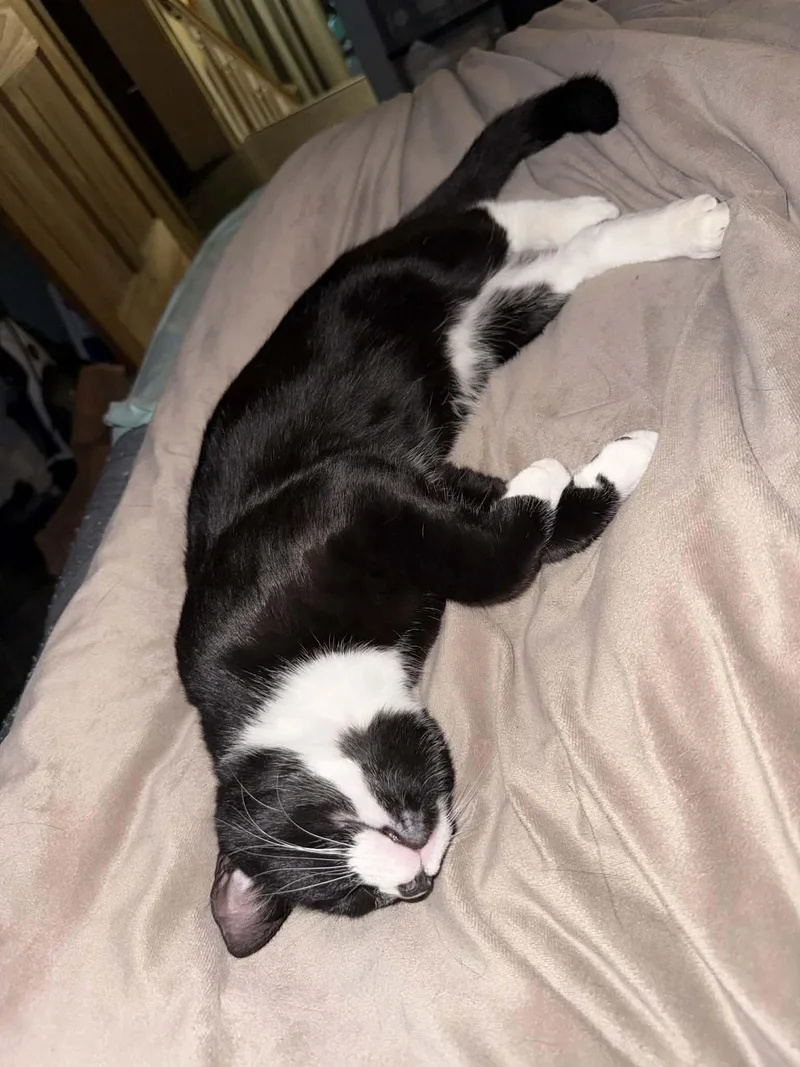 Sylvestor thumbnail 2