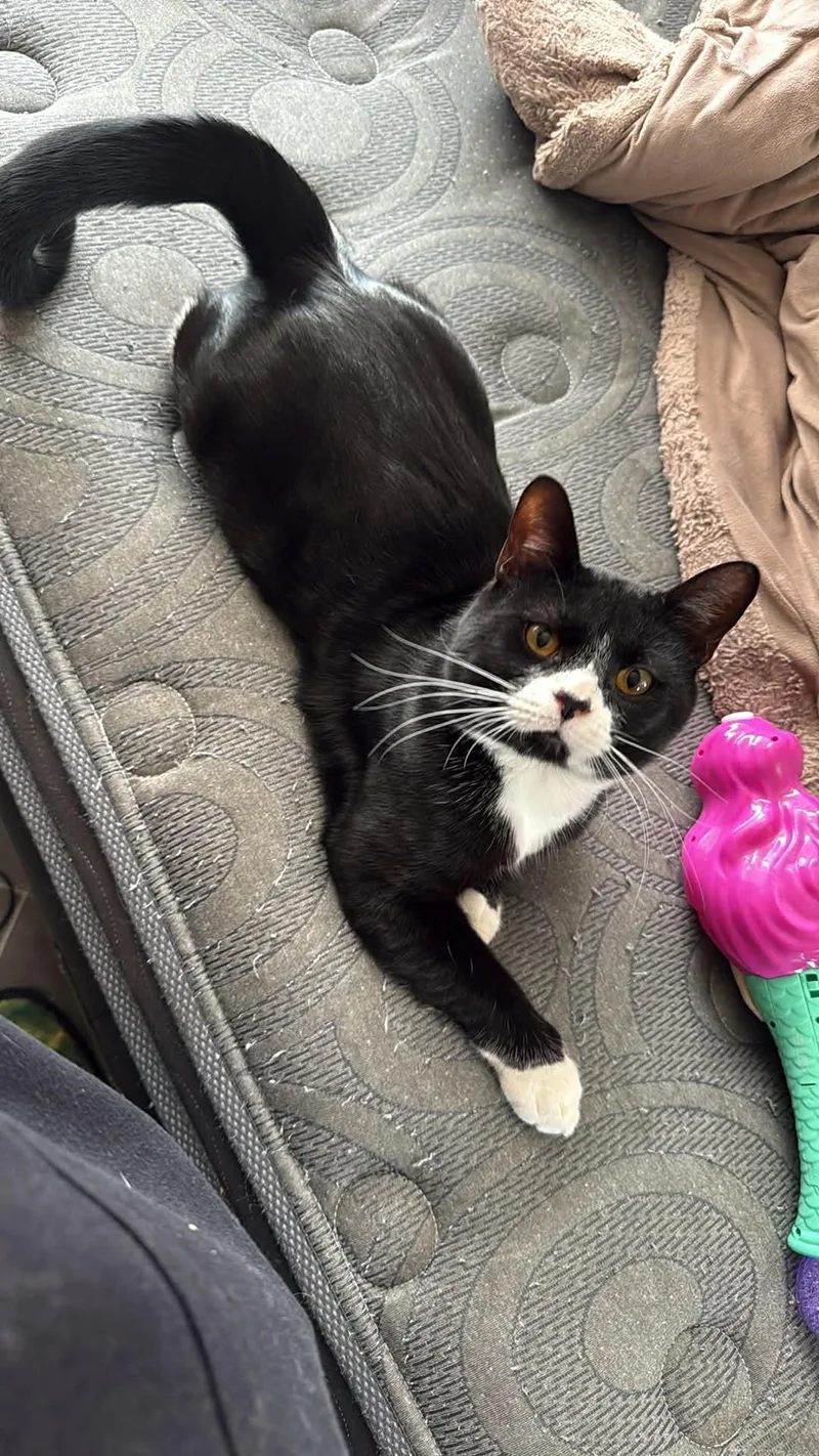 Sylvestor thumbnail 3