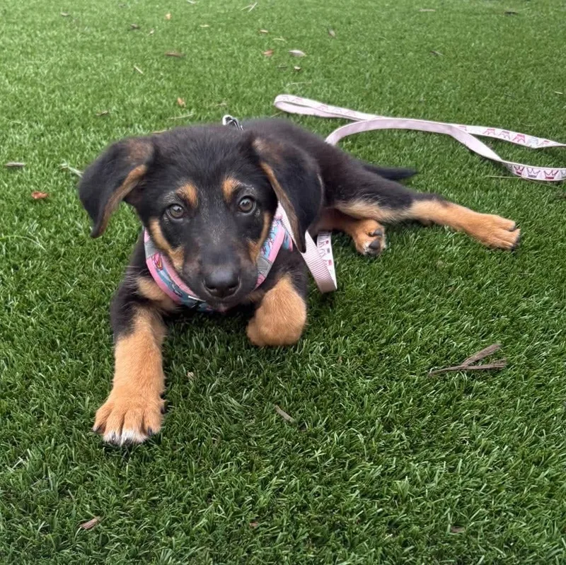 A baby medium-sized female Tricolor (Brown, Black, & White) German Shepherd Dog dog named Chloe for adoption in Myrtle Beach, SC