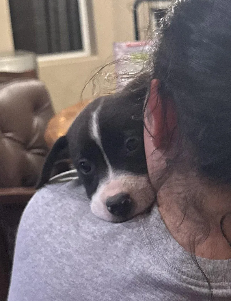 A baby medium-sized female Mixed Breed dog named Bug for adoption in Queen Creek, AZ