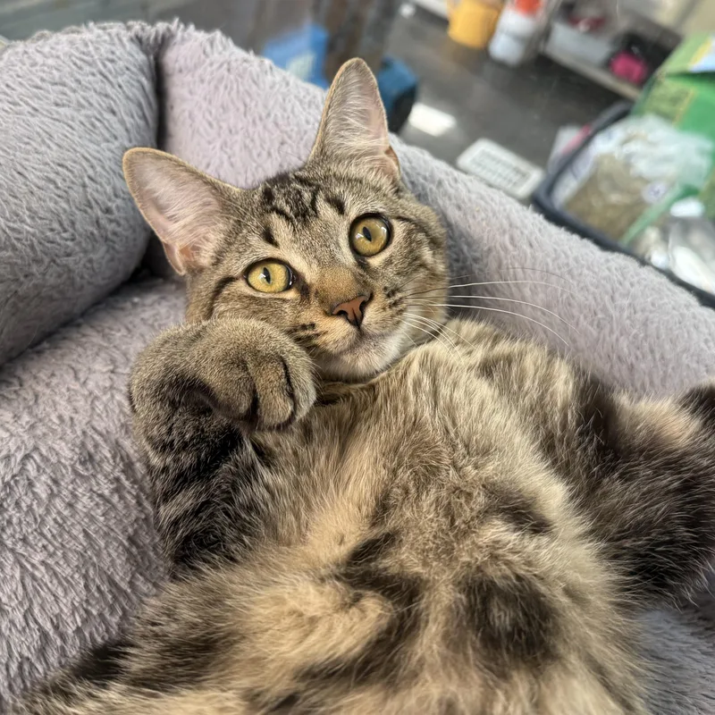 A young medium-sized male Tabby (Buff / Tan / Fawn) Domestic Short Hair cat named Isaac for adoption in West Milford, NJ