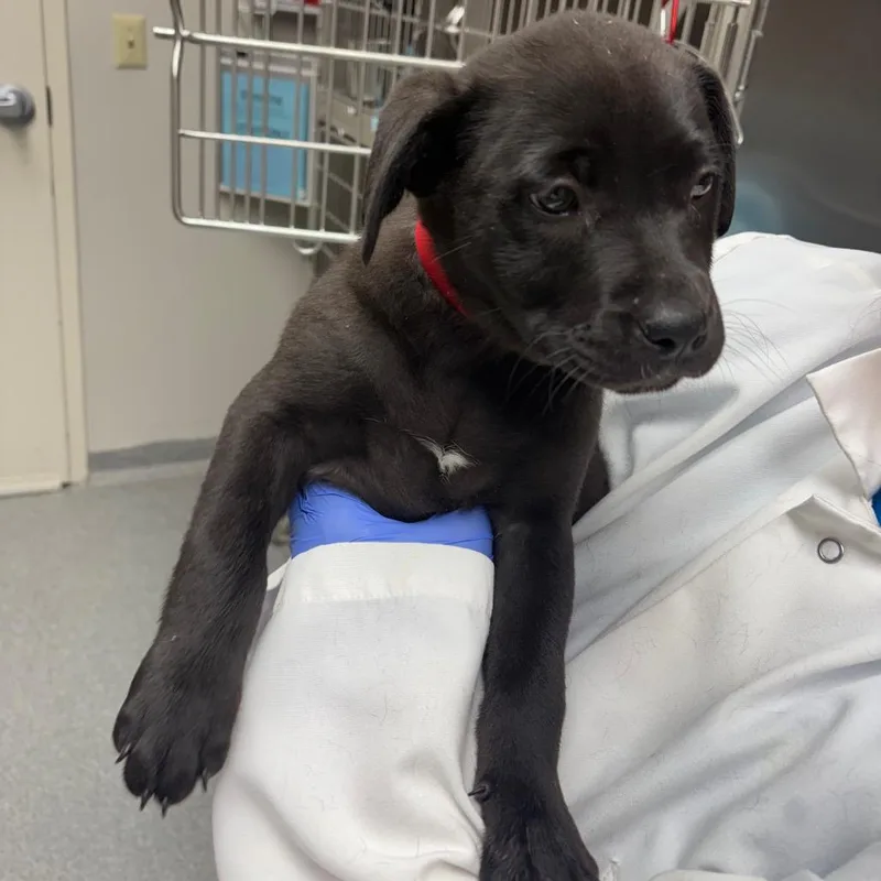 A baby medium-sized female Black Mixed Breed dog named Chili for adoption in Batavia, OH