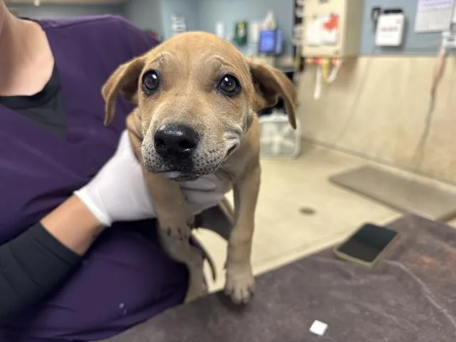 A baby small-sized female Rhodesian Ridgeback dog named Lisa for adoption in Riverside, CA