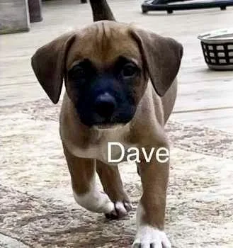 Dave
