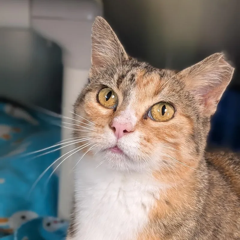 An adult medium-sized female Torbie Domestic Short Hair cat named Agatha for adoption in Milan, IL