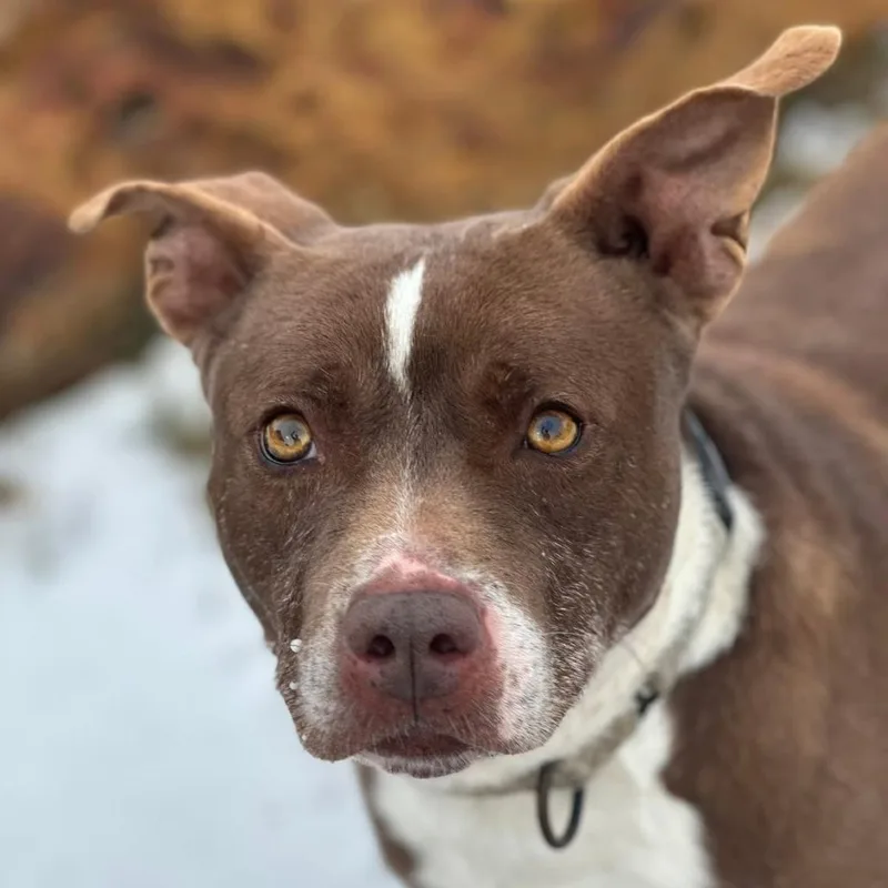 An adult medium-sized male Red / Chestnut / Orange Terrier dog named Buster for adoption in Marshall, TX