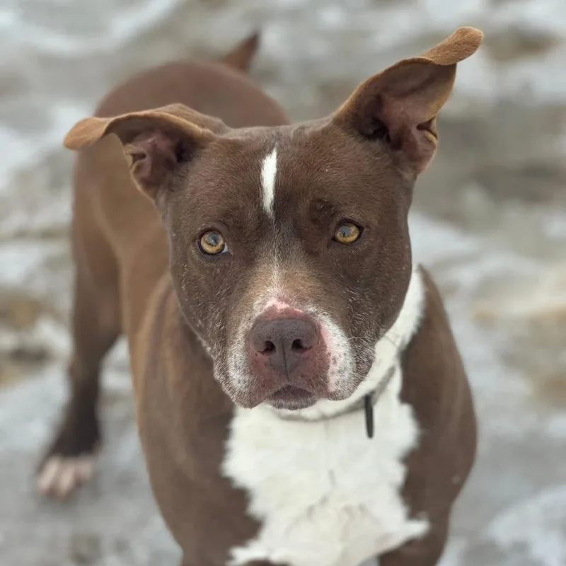 Buster thumbnail 4