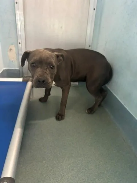 A young medium-sized female Pit Bull Terrier dog named A for adoption in Baldwin Park, CA