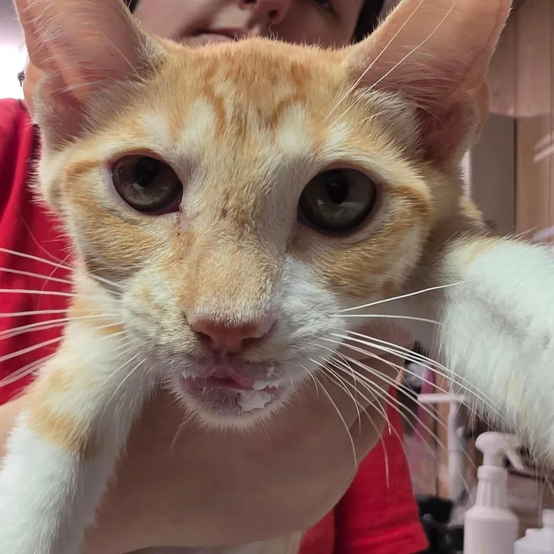 A baby small-sized female Orange / Red Domestic Short Hair cat named Jenne for adoption in Leander, TX