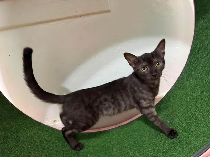 A young medium-sized male Black Tabby cat named Phoenix for adoption in Marion, IN