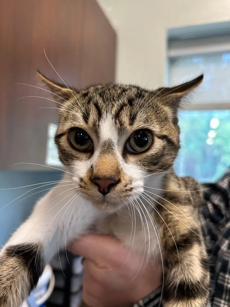 A young medium-sized male Domestic Short Hair cat named Raymond for adoption in Gautier, MS