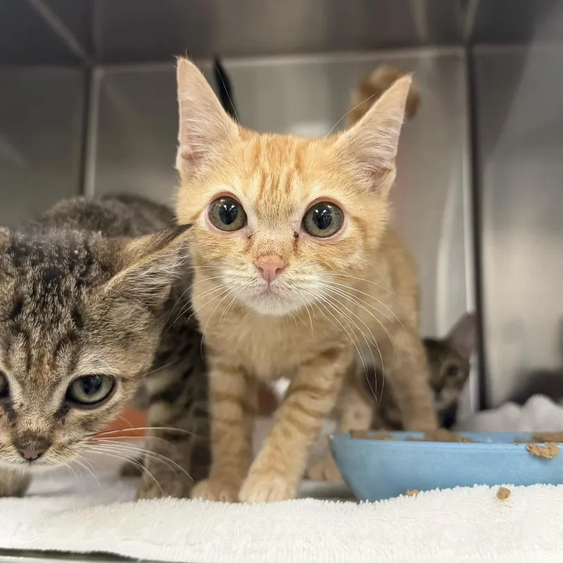 A baby small-sized female Orange / Red Domestic Short Hair cat named Phoebe for adoption in Jupiter, FL