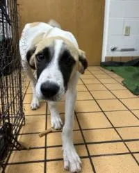 A baby large-sized male Mixed Breed dog named Blaze for adoption in Largo, FL