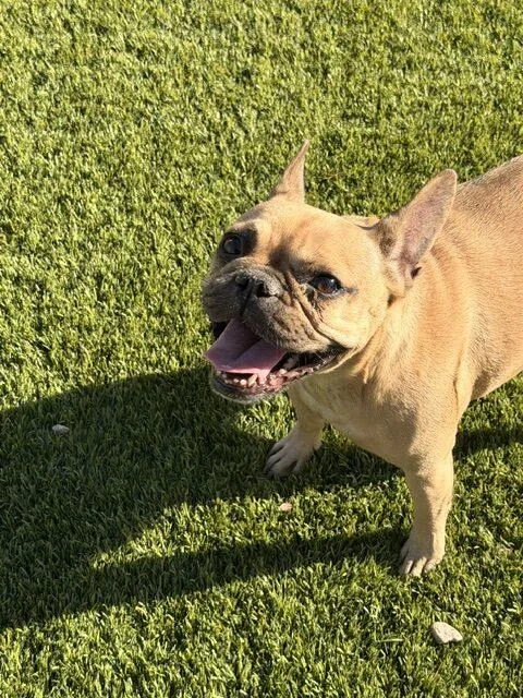 A young small-sized female Yellow / Tan / Blond / Fawn French Bulldog dog named Melody for adoption in Henderson, NV