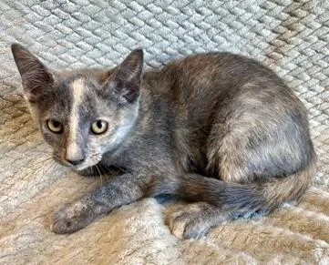 A baby small-sized female Domestic Short Hair cat named Maxie for adoption in Madison, NJ