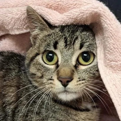 A young medium-sized female Domestic Short Hair cat named Spot for adoption in Burlington, WA