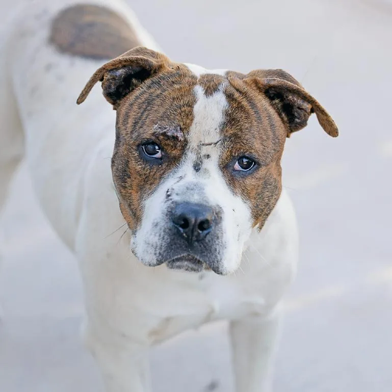An adult medium-sized male White / Cream Terrier dog named Cameron for adoption in Abilene, TX