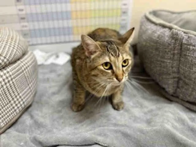 An adult medium-sized female Domestic Short Hair cat named Bella for adoption in Carlsbad, CA