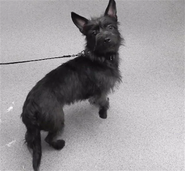 A young small-sized female Patterdale Terrier / Fell Terrier dog named Lady for adoption in Omaha, NE