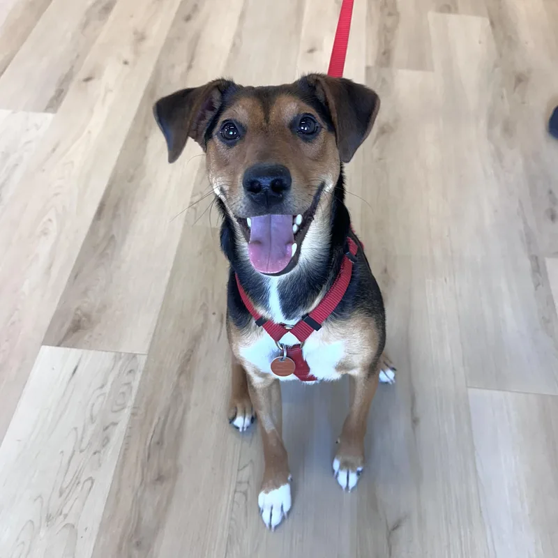 A young small-sized male Black Miniature Pinscher dog named Marty for adoption in Prior Lake, MN