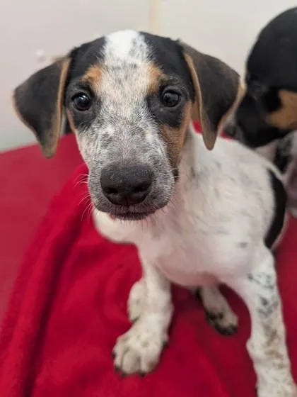 A baby small-sized male Rat Terrier dog named Skipper for adoption in Divide, CO