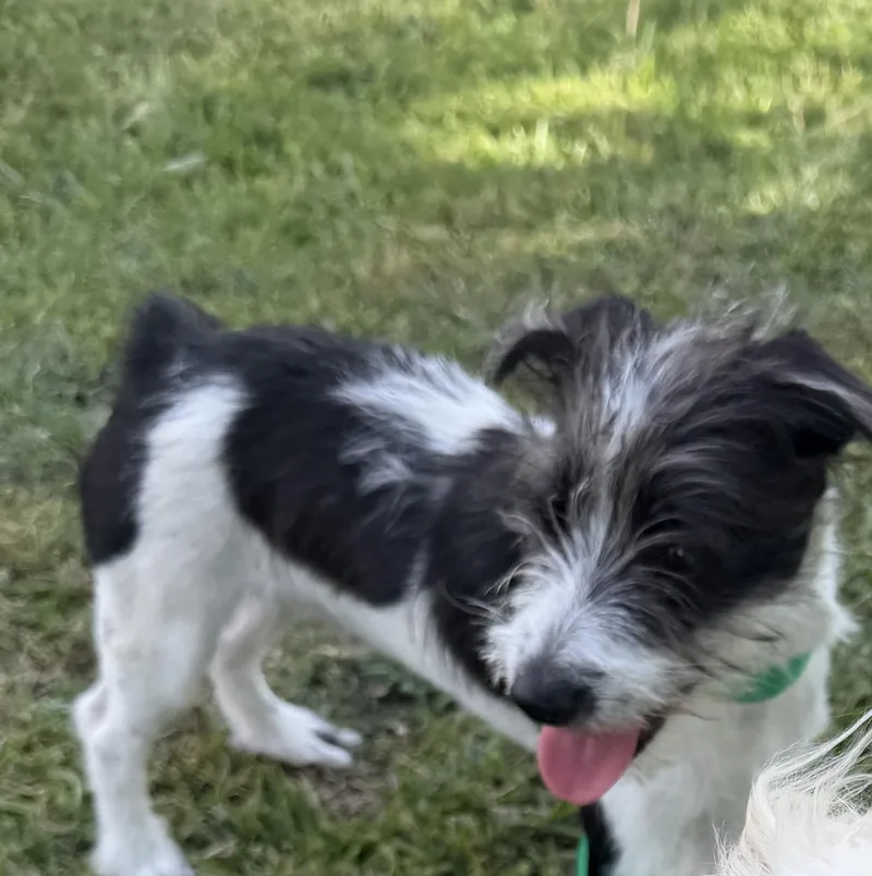 A young small-sized male Cairn Terrier dog named Jackson for adoption in Louise, TX