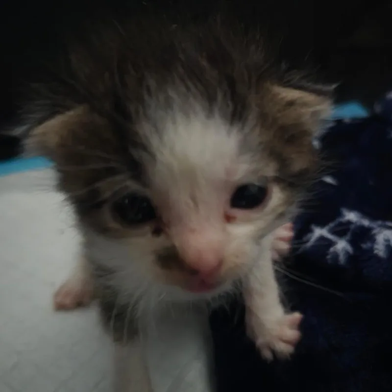 A baby small-sized male Brown / Chocolate Domestic Medium Hair cat named Willow for adoption in Grantsville, UT