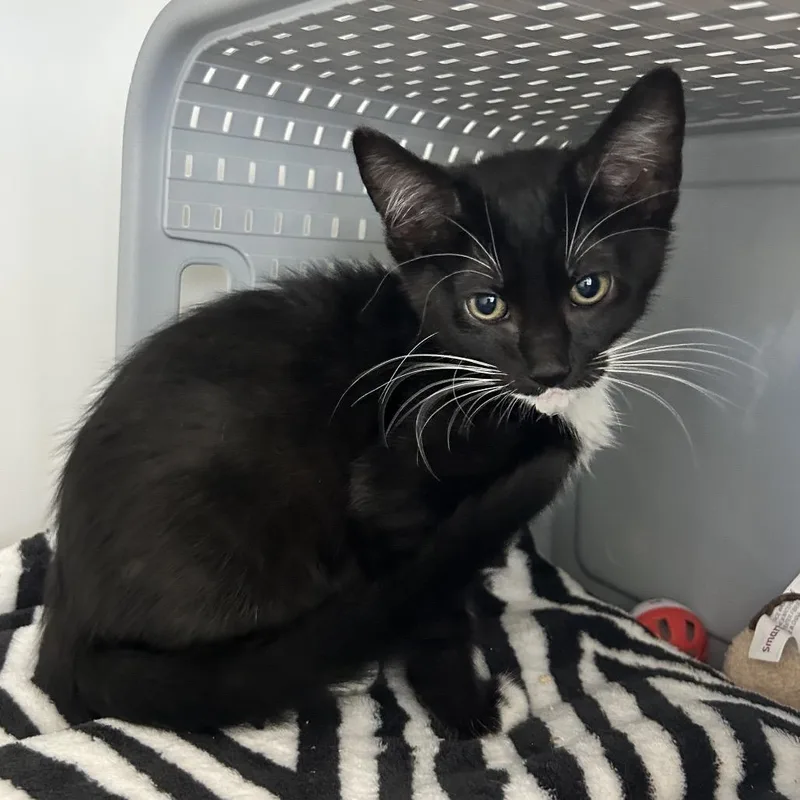 A baby small-sized female Black Domestic Short Hair cat named Annika for adoption in Ojai, CA