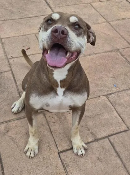 A young medium-sized male Terrier dog named Cash for adoption in Shreveport, LA