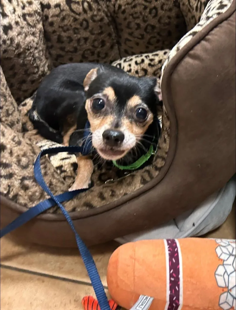 A senior small-sized male Black Chihuahua dog named Angry Angus for adoption in Oak Ridge, NJ