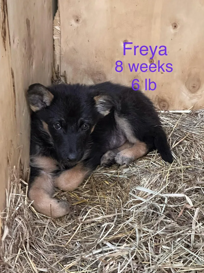 A baby small-sized female Australian Shepherd dog named Freya for adoption in Welling, OK
