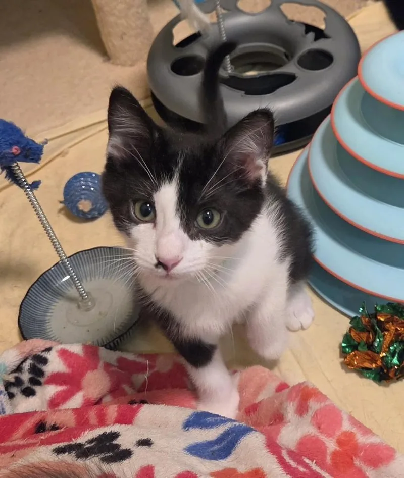 A baby small-sized male Black & White / Tuxedo Domestic Short Hair cat named Lima Bean for adoption in Green Valley, AZ