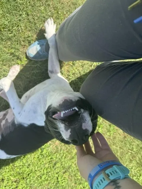 Oreo