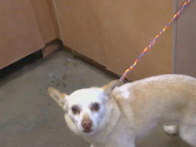 An adult small-sized female Chihuahua dog named Delilah for adoption in Sacramento, CA