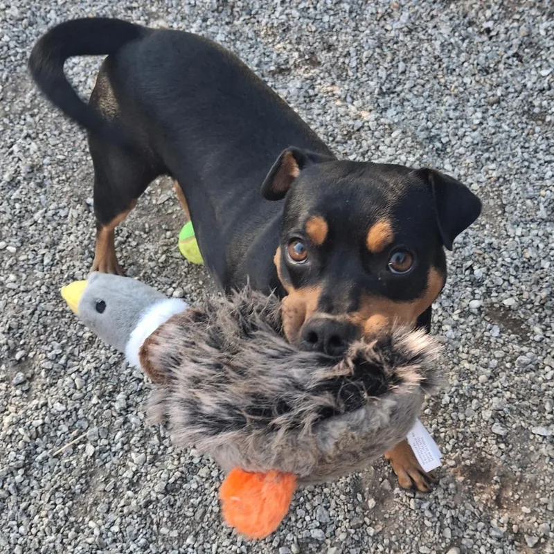 An adult medium-sized female Black Mixed Breed dog named Selena  Little Gypsy for adoption in Greenville, SC