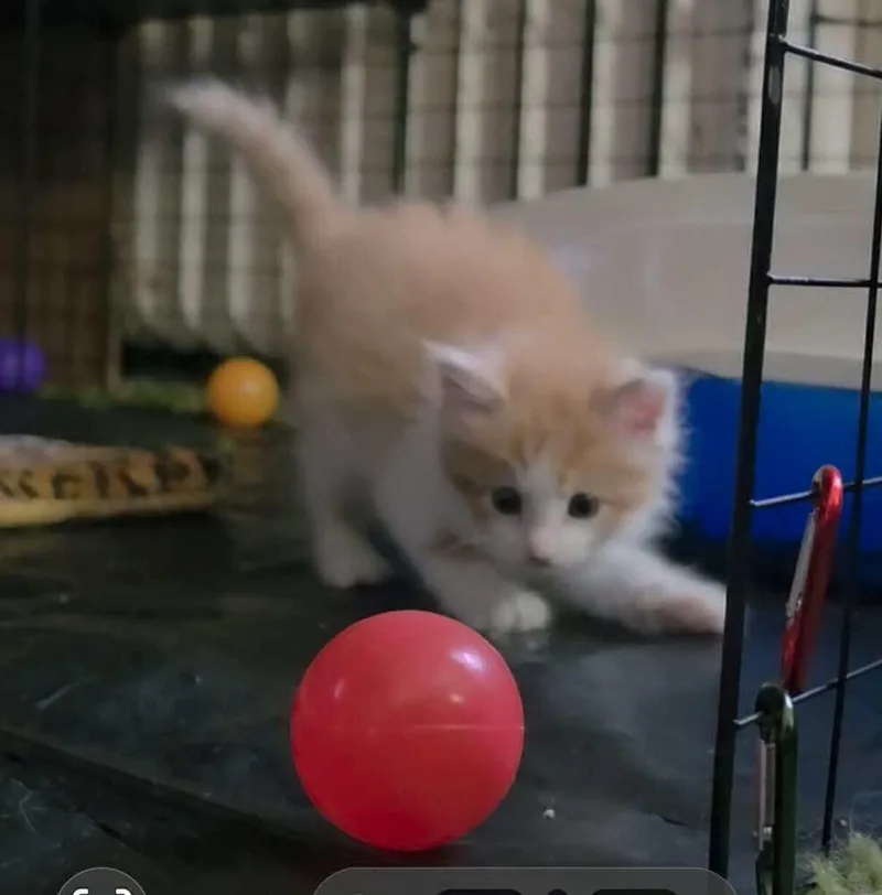 A baby medium-sized male Orange & White Domestic Short Hair cat named Chewey for adoption in Greene, NY