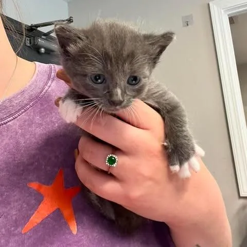 A baby small-sized male Gray / Blue / Silver Domestic Short Hair cat named Opal for adoption in Edwardsville, IL