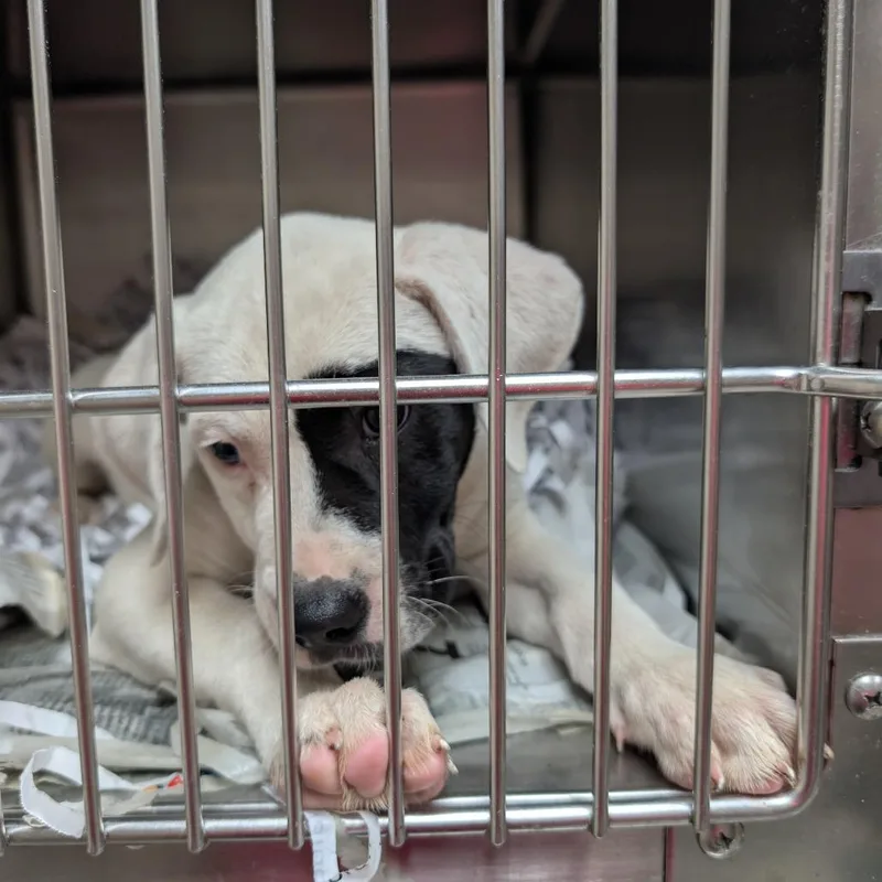 A baby large-sized male White / Cream Mixed Breed dog named Smudge for adoption in Lakeland, FL