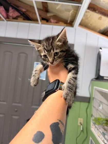 A young medium-sized male Tabby (Brown / Chocolate) Domestic Short Hair cat named Eclipse for adoption in Leitchfield, KY